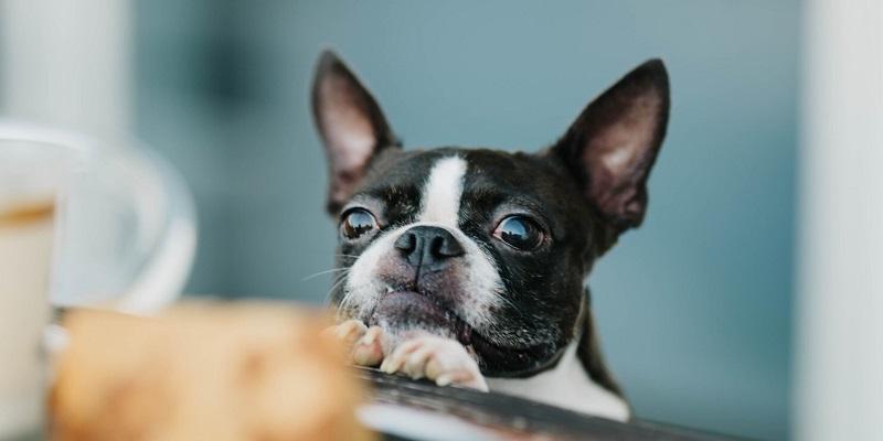 愛犬が液を吐く 放っておけないわけとケア