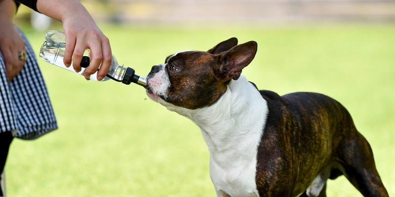 水分をとる犬