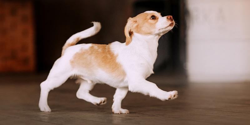 愛犬の足腰の心配を減らそう Green Dog グリーンドッグ 公式通販