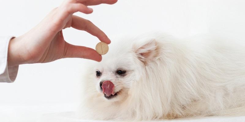 犬にサプリを与えるようす