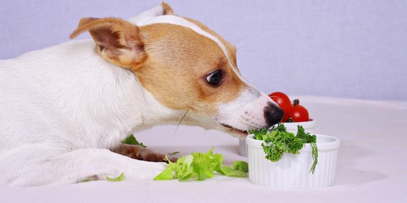 愛犬にも緑色の栄養 プレミアムドッグフード専門店 Green Dog グリーンドッグ 公式通販