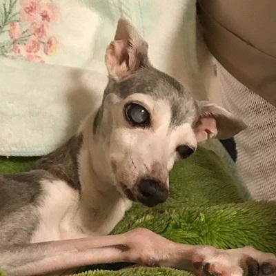 【スタッフブログ】私の老犬介護～ベッドの工夫