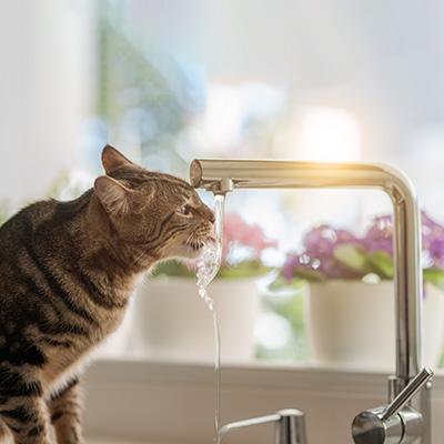 愛猫が水を飲まない理由と健康リスク～水を飲ませる工夫を紹介