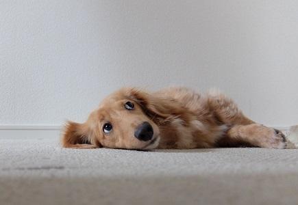 横になる犬