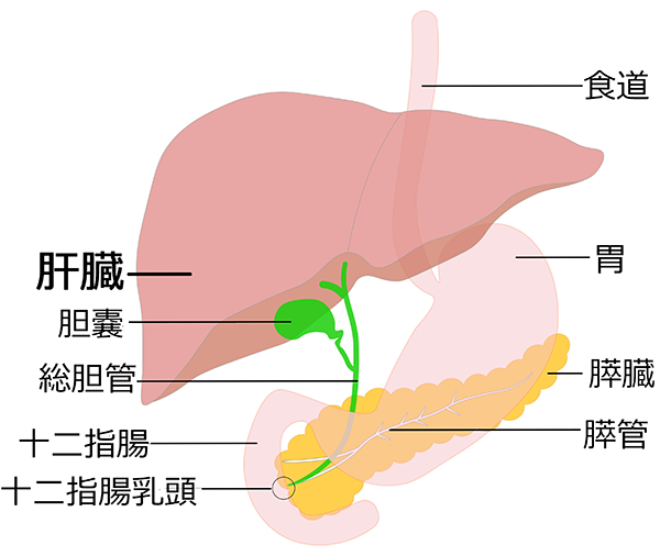肝臓