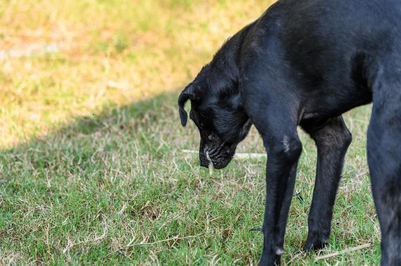 草原でにおいを嗅ぐ犬