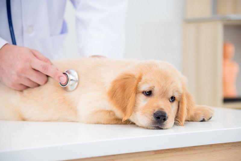 医者に診察してもらう犬