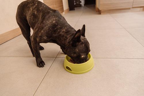 フードを食べる犬