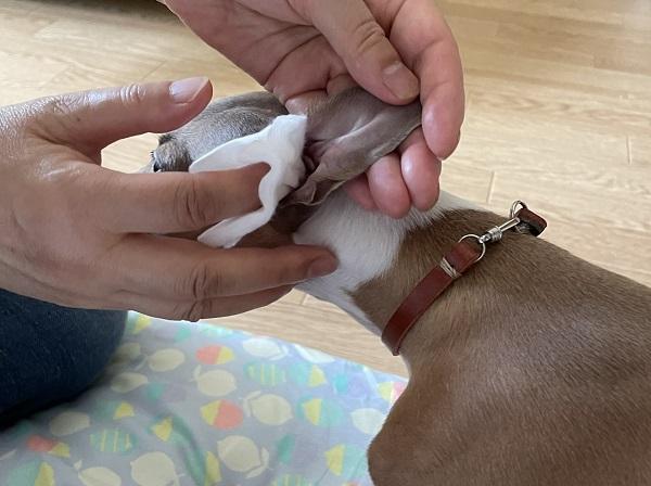 愛犬の耳掃除
