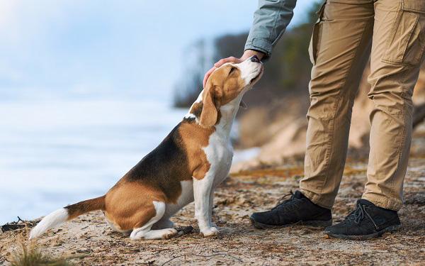 海辺でオーナーになでられる犬