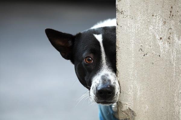 犬を叱る