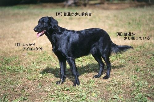 叱る強さ