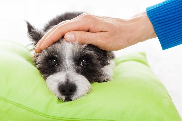 寝そべる犬をなでる
