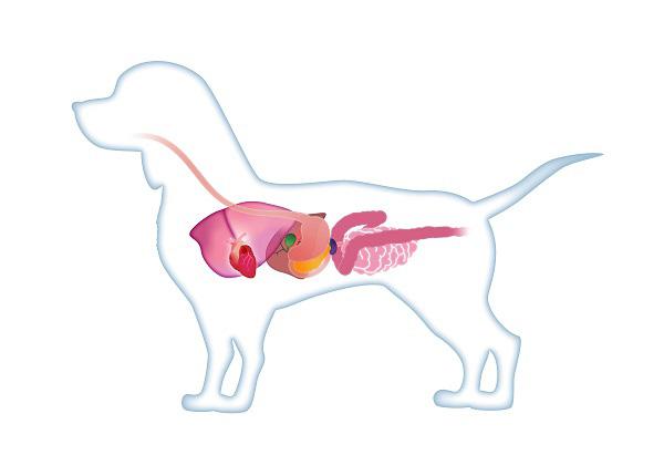 犬の胆のう