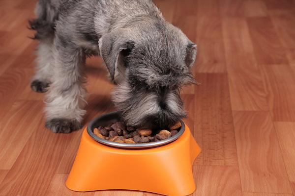 フードを食べる犬