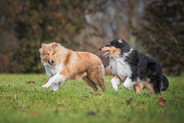 走る2匹の犬