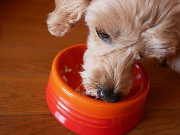 ごはんを食べる犬