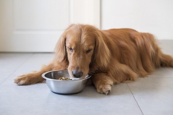 フードを食べる犬