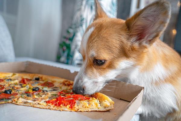 ピザを食べようとする犬