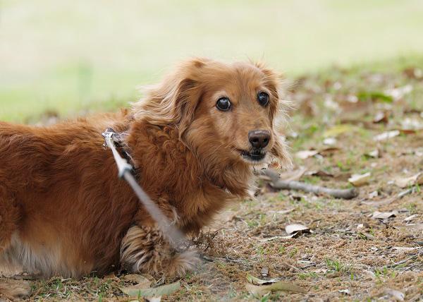 散歩する犬