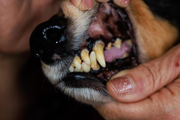 歯垢がついた犬の歯