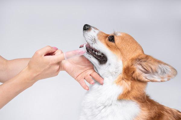 指歯ブラシで歯磨きをしてもらう犬