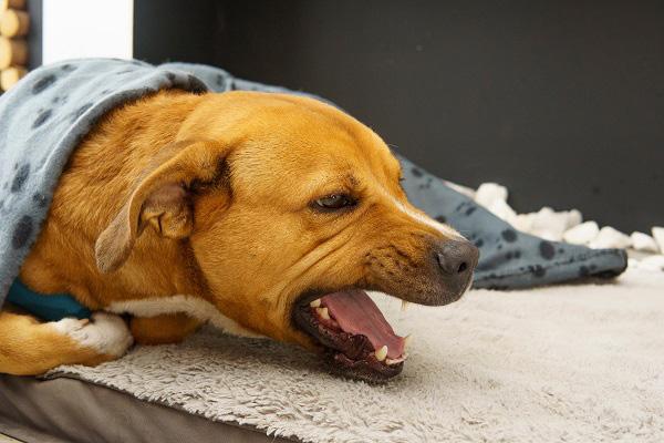 あくびをして寝そべる犬