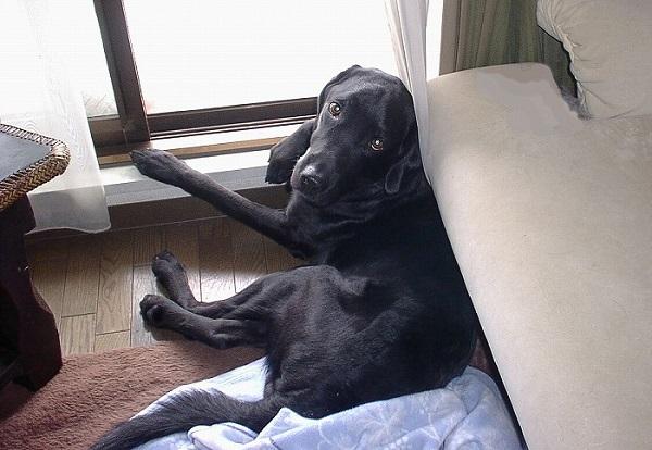 部屋で寝転ぶ犬のナイト