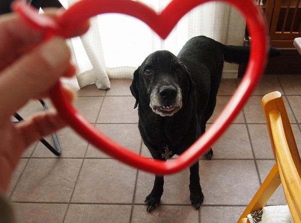 ハートの枠で囲われた犬のナイト