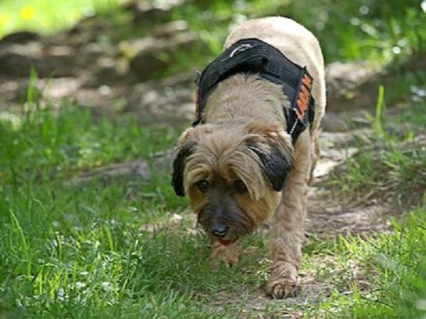 外を歩く犬