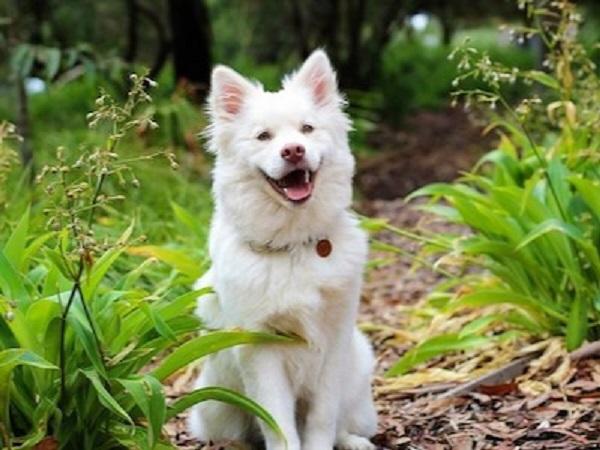 外でおすわりをする犬