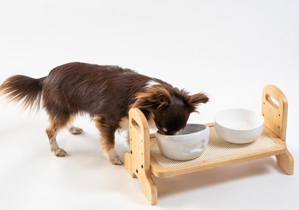 ごはんを食べる犬