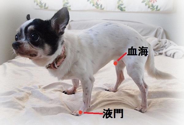 痒みに対応するツボ