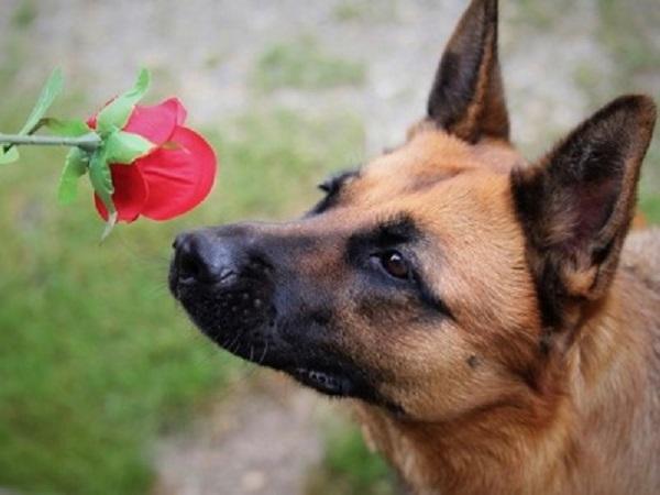 バラを匂う愛犬