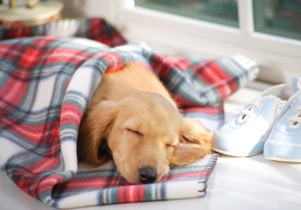 毛布に包まり眠る犬