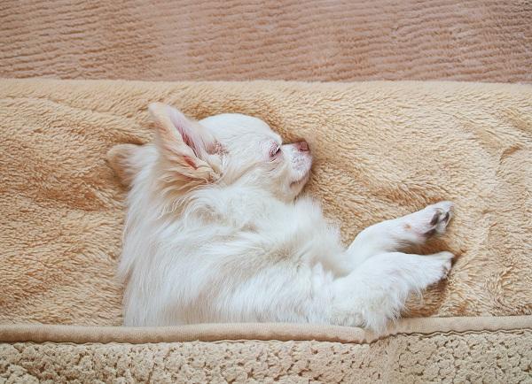 ふとんで眠る犬