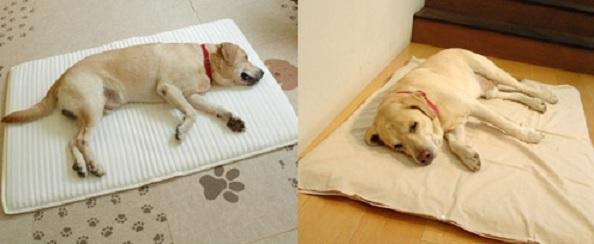 マットに寝るシニア犬