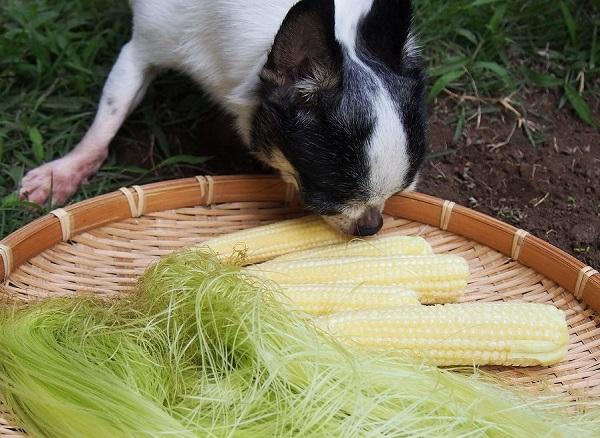 とうもろこしを匂う犬