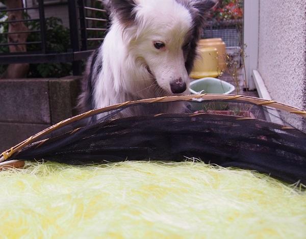 コーンシルクと犬