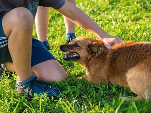 草原で犬と遊ぶ子ども