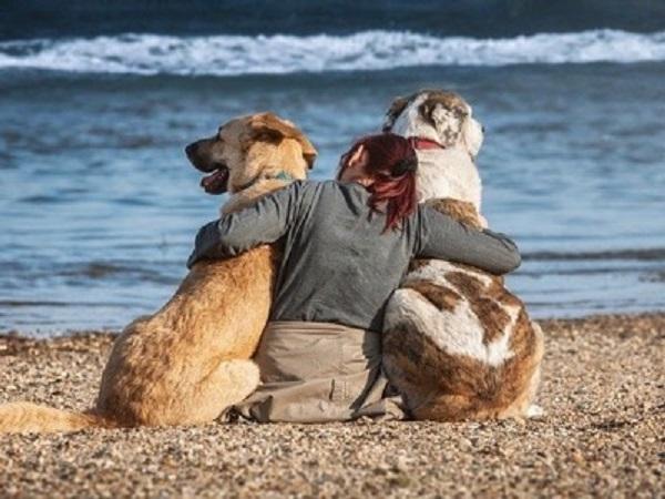 浜辺で2匹の犬とハグする飼い主