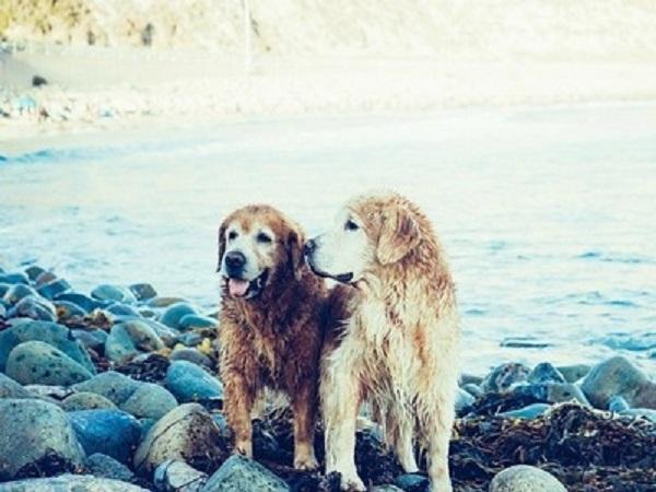 寄り添う2匹の犬