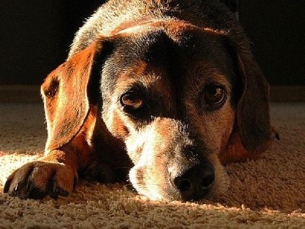 寂しそうな表情の伏せている犬