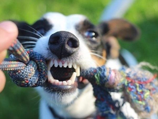 引っ張るおもちゃで遊ぶ犬