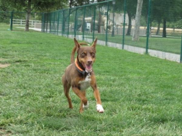 草原を走る愛犬のニコ