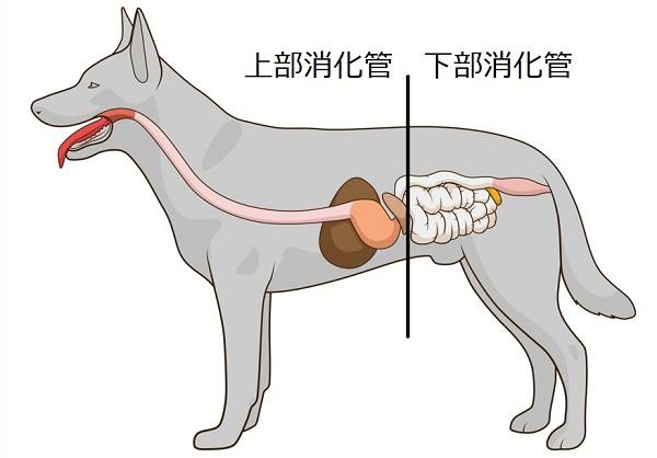 犬の消化管