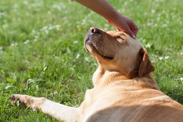 芝生の上で横になる犬の頭をなでる