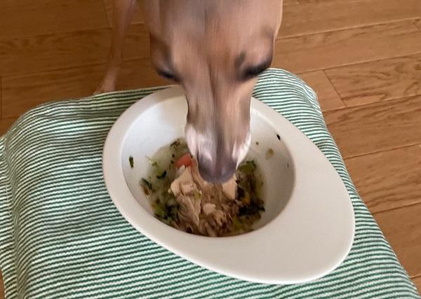 スープが入ったごはんを食べる犬