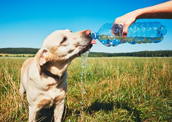 ペットボトルから水をもらう犬
