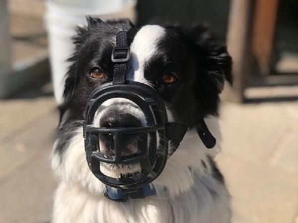 マズルカバーをした犬